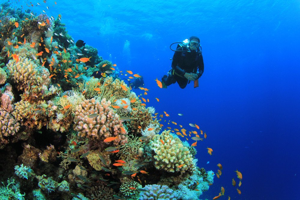 Private Tiran Island Snorkeling Trip from Sharm