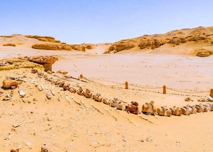 Trip to Fayoum and Valley of the Whales