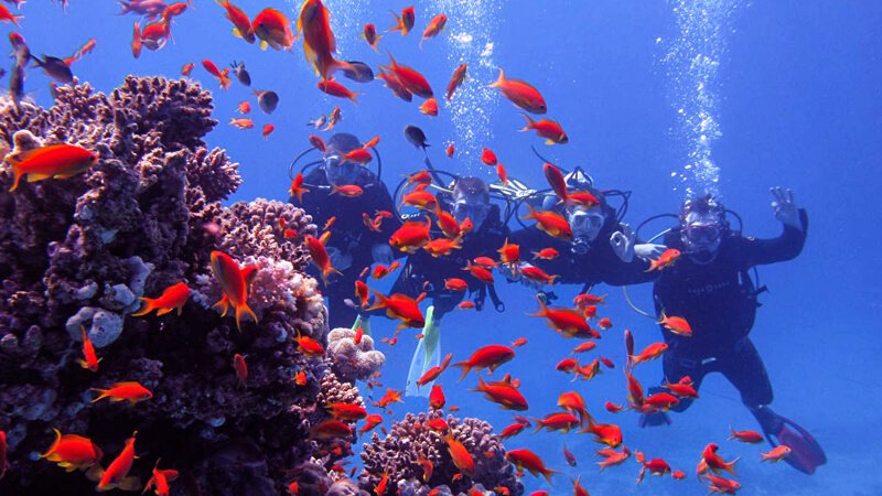 Diving in the Red Sea, scuba diving, diving in Sharm El-sheikh, Diving in Hurghada Egypt