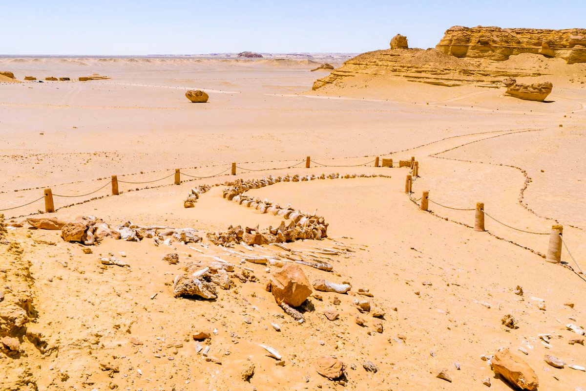 Tour To Fayoum Oasis From Cairo